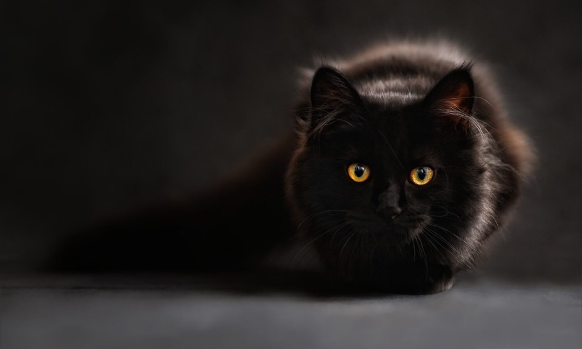 Crouching black Maine Coon Cat