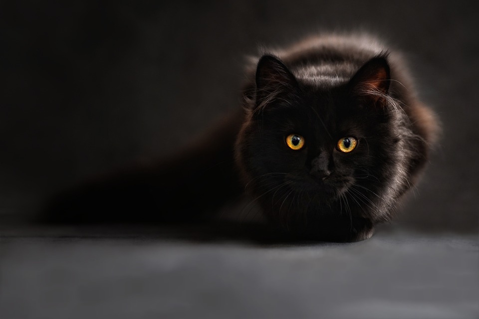 Crouching black cat with gold eyes.